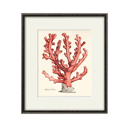 Red Sea Coral Art Nautical Art Print Set Old Prints Ocean Life Etsy
