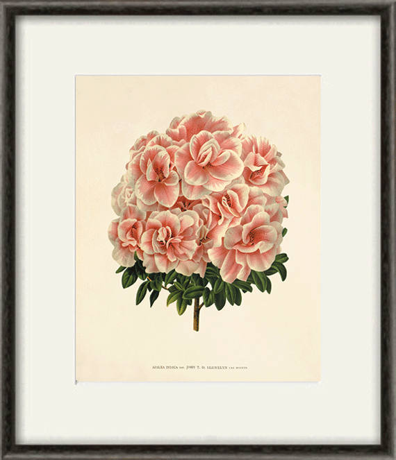 Antique Azalea Art Print: Vintage Botanical Illustration - Etsy