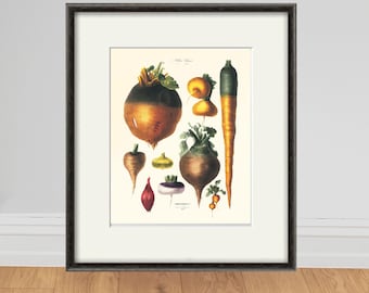 Antique Vegetable Botanical Print: Kitchen Wall Art