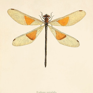 Dragonfly art print Antique Prints Nature print Vintage prints home decor wall art Natural History Victorian art old prints Dragonfly print