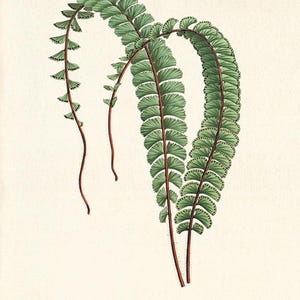 Fern art print Vintage Botanical Art Prints Home Decor Wall Art Victorian art Garden Wall Art prints antique art print kitchen wall art
