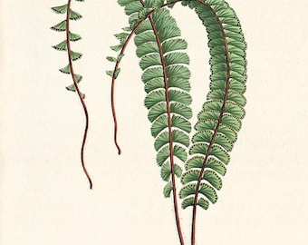 Vintage Fern Botanical Art Print: Victorian Home Decor