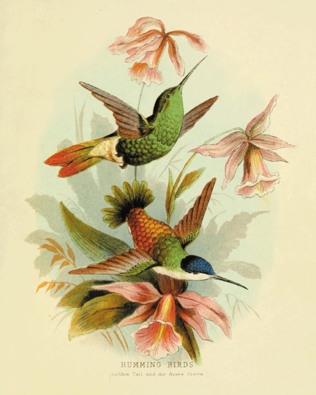 Vintage Hummingbird Art Print: Victorian Garden Wall Decor - Etsy