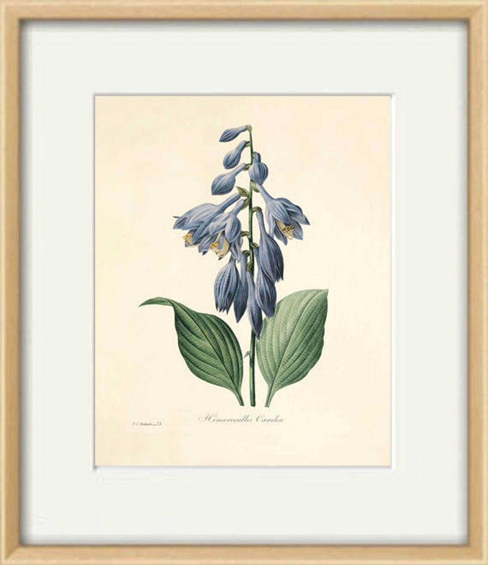 Blue Botanical Prints Vintage Flower Art Cottage Wall Art Etsy