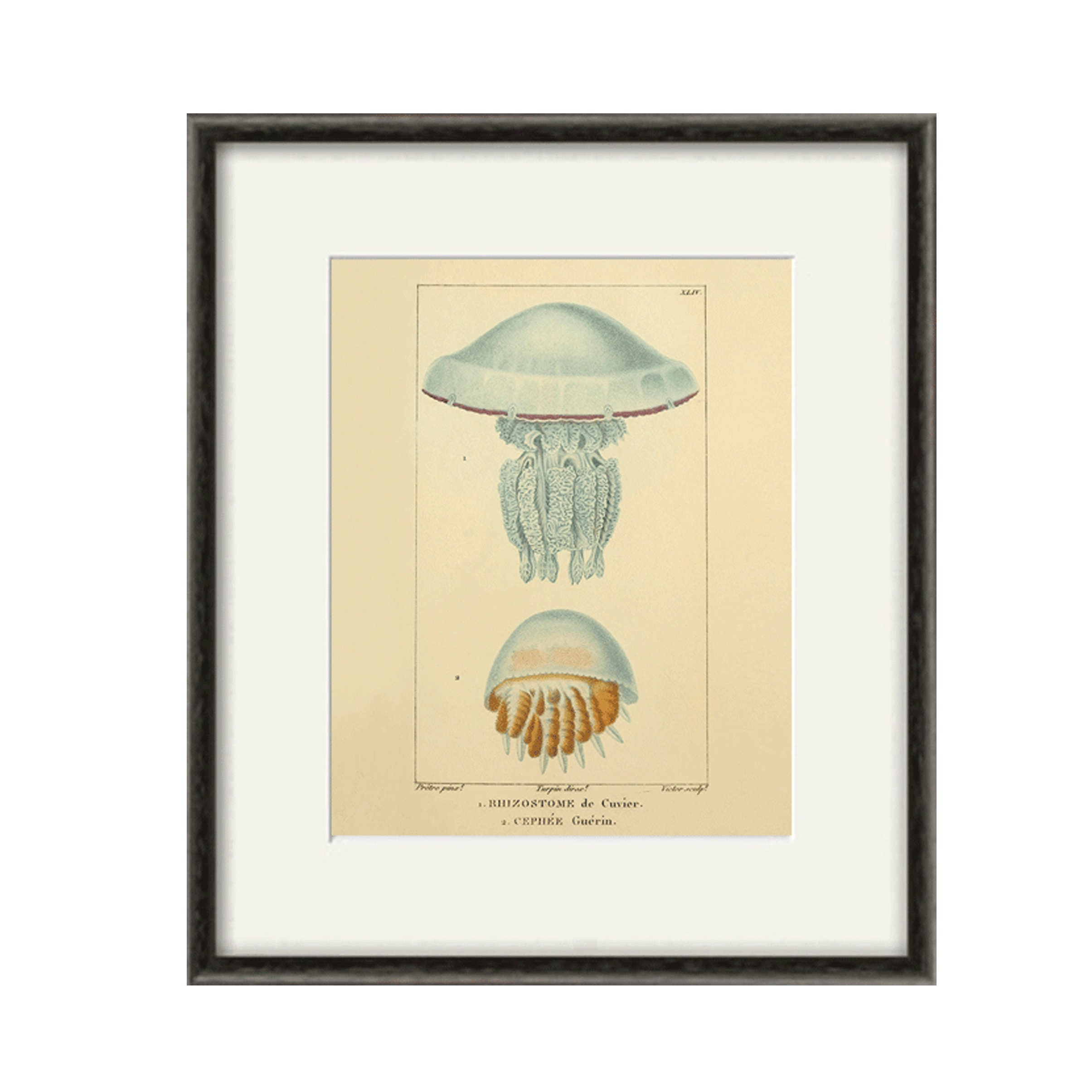 Jellyfish Art Print Picture Photograph Home Wall Decor 6SEA