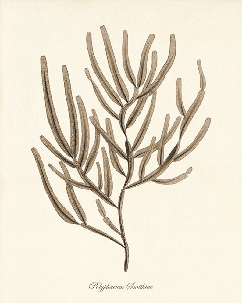 Beach Wall Prints Nautical Art Print Antique Wall Art Ocean Etsy