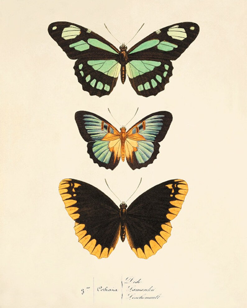 Antique Butterfly art Butterfly Print set Natural History art Etsy