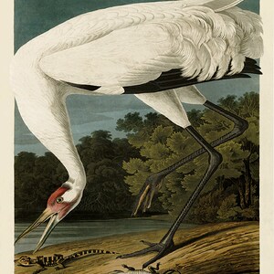 Bird wall art print Crane art print Bird art Print antique prints bird decor Nature art print poster Victorian art Natural history art