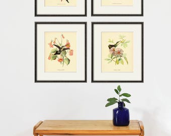 Hummingbird Art Print Set: Vintage Victorian Bird Illustrations Set of 4