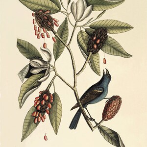 May include: Botanical illustration of a magnolia branch with green leaves, white flowers, and seed pods with red seeds. A blue bird with a black beak perches on the branch. The artwork is labeled with scientific names.