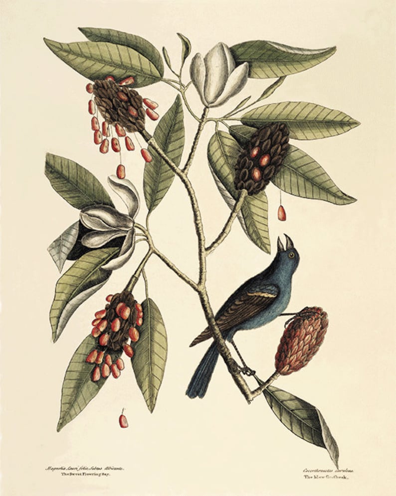 May include: Botanical illustration of a magnolia branch with green leaves, white flowers, and seed pods with red seeds. A blue bird with a black beak perches on the branch. The artwork is labeled with scientific names.
