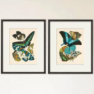 Conjunto de grabados de mariposas antiguas: Arte de historia natural victoriano