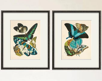 Antique Butterfly Print Set: Victorian Natural History Art