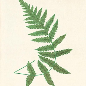 Antique Fern art print Vintage Botanical Art Prints Home Decor Wall Art Victorian art Garden Wall Art ferns antique art print kitchen wall