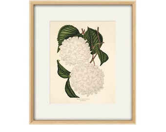 White botanical prints vintage flower art Cottage wall art Victorian print French wall art antique wall art Flower print Garden art print