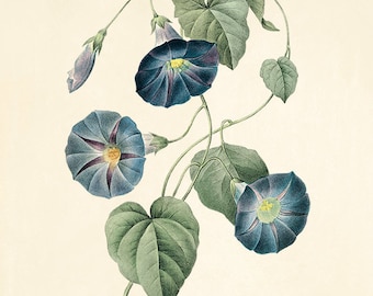 Antiker Französischer botanischer Druck: Blumenwandkunst Illustration