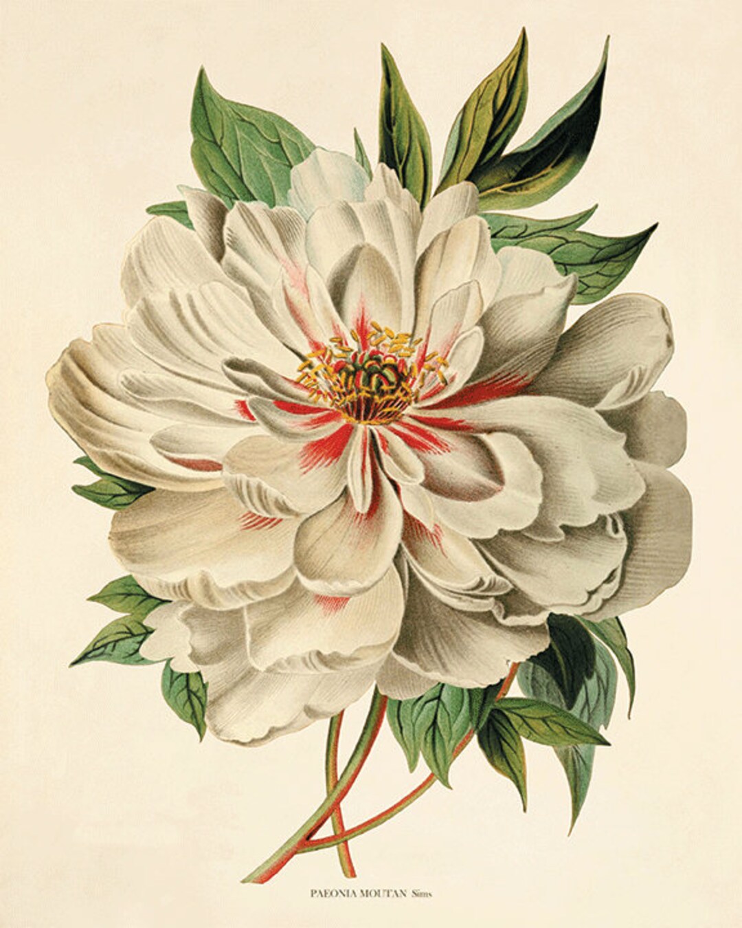 Peony Art Print Antique Flower Art Print Antique Wall Art Vintage ...