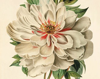 Antique Peony Botanical Print: Vintage Floral Wall Art