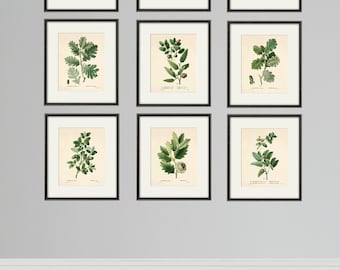 Antique Oak Leaf Botanical Print Set: Victorian Wall Art