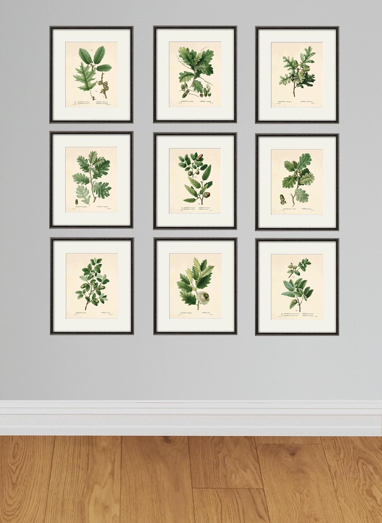 Antiqua Botanical Art Prints Oak Leaf Art Botanical Print Set Antique ...