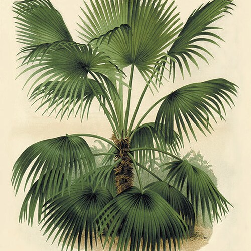 Palm Tree Art Print Antique Botanical Art Prints Home Decor Etsy