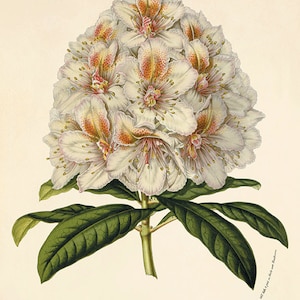 Rhododendron art antique flower art print Botanical Art Prints Victorian art old prints Garden Wall Art Vintage flower wall art French art