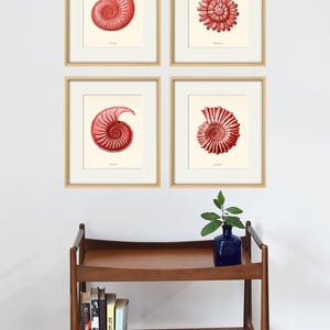 Red Nautical Decor Seashell art print Sea beach art nautical art print Ocean print Antique wall art natural History art Home decor prints
