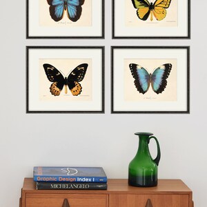 May include: Four framed butterfly illustrations with black frames on a white wall. The butterflies are in various colors, including blue, green, yellow, and orange. The illustrations are arranged in a square pattern.