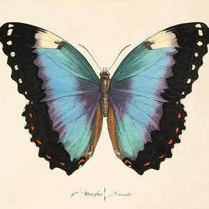 Butterfly art print French art print  Cottage wall decor Victorian wall decor Antique print  Nature wall art Home decor art Butterfly decor