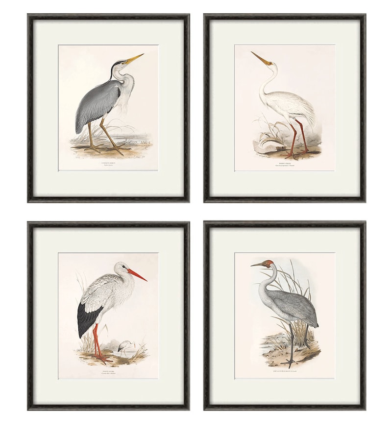 Antique Bird Print Set Bird Art Print Set Antique Prints Bird Etsy