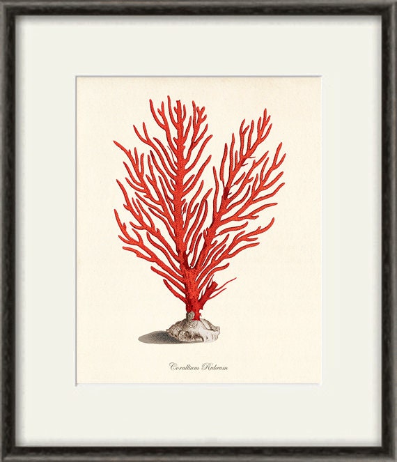 Sea Coral Art Print Vintage Sea Art Print Old Prints Nautical Etsy