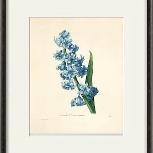Hyacinth Vintage Flower Art Print Botanical Print Cottage Wall - Etsy