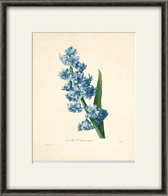 Hyacinth Vintage Flower Art Print Botanical Print Cottage Wall - Etsy