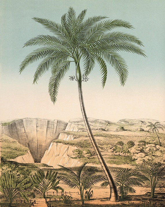 Antique Palm Tree Print Set: Victorian Botanical Wall Art  display picture 3
