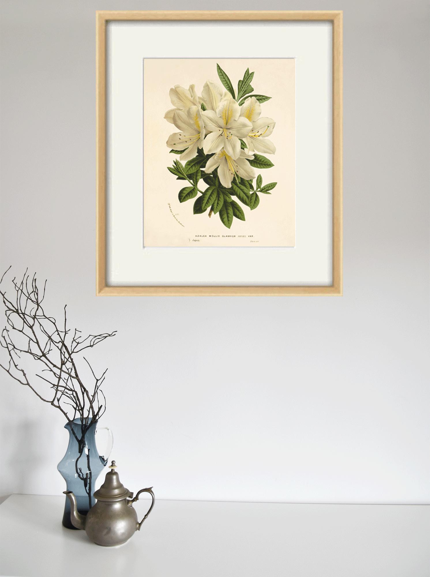 ヴィンテージのプリント絵画 ヴィンテージのツツジのアートプリント：ビクトリア朝の植物画