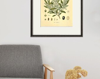 アンティークオリーブの木の植物画：1887年の薬用植物アート - Etsy 日本