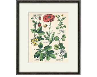 Red poppy art antique prints flower art print botanical prints Home decor wall art Vintage prints Victorian art  old prints plant art print