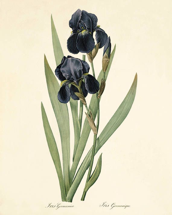 Iris Art Print Vintage Botanical Art Print Flower Art Print Garden Wall Art  Home Decor Wall Art French Art Antique Art Prints Victorian Art - Etsy