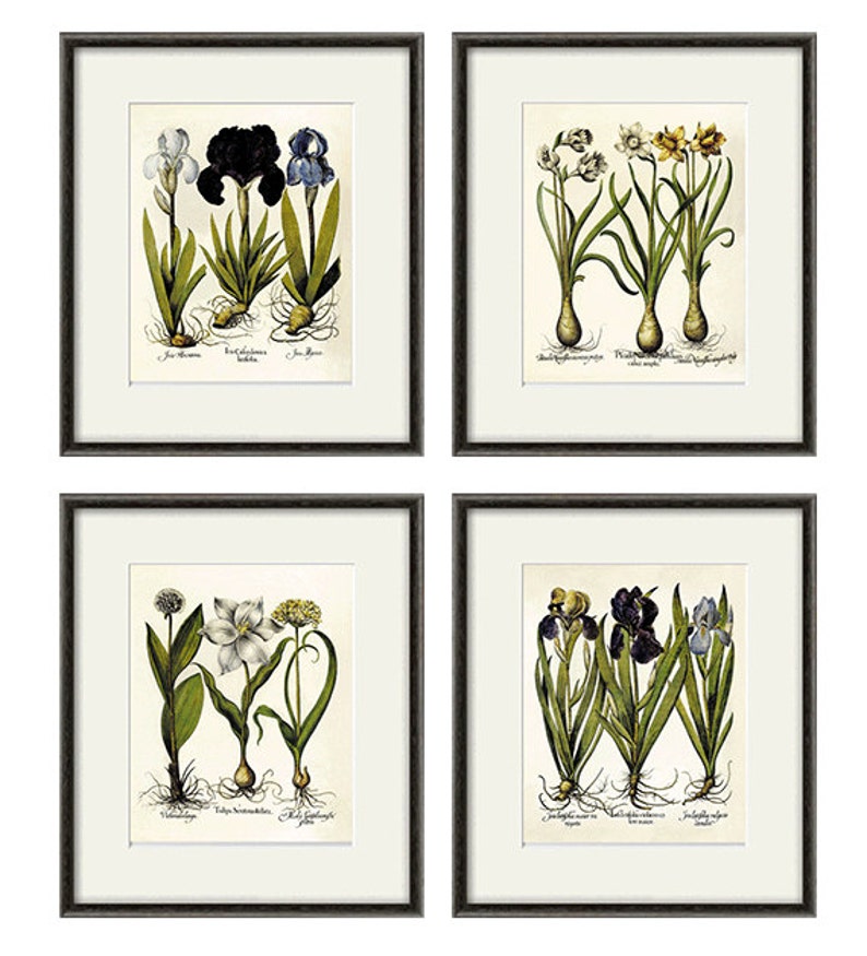 Iris Art Print Antique Wall Art Flower Art Print Botanical Art Etsy