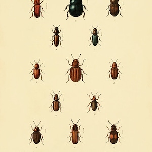 Antique Insect art print Beetle art print insect wall art Vintage insect decor Antique Prints entomology art Natural History art Bug art