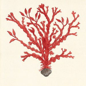 Red Sea Coral Art Print Vintage Sea Art Print Old Prints - Etsy