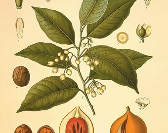 Nutmeg art botanical art prints kitchen Garden Wall Art Vintage prints Plants art print home decor wall art nut Antique Prints old prints