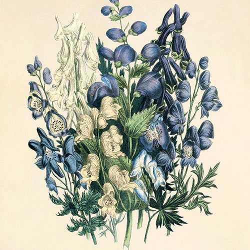 Shops Antique botanical prints SET of 12 Botanical art prints flower prints wall art flowers botanical poster antique wall art home decor wall art