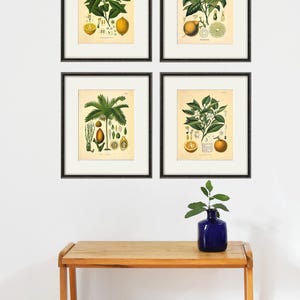 Citrus art print antique Botanical Art Prints botanical print set Citrus print Fruit Prints Set kitchen art Orange print, Lemon art print