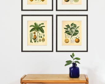 Antique Citrus Botanical Art Prints: Kitchen Decor Set of 4