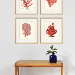 Puede incluir: Conjunto de cuatro impresiones enmarcadas con ilustraciones de coral rojo. Las impresiones se muestran en una pared blanca sobre una mesa de madera.