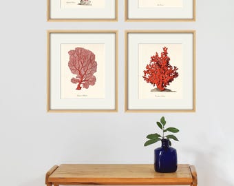 Conjunto de grabados antiguos de coral rojo: arte náutico del siglo XIX