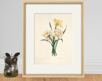 スイセンの版画：アンティークのフランス植物画、ルドゥーテの花の版画
