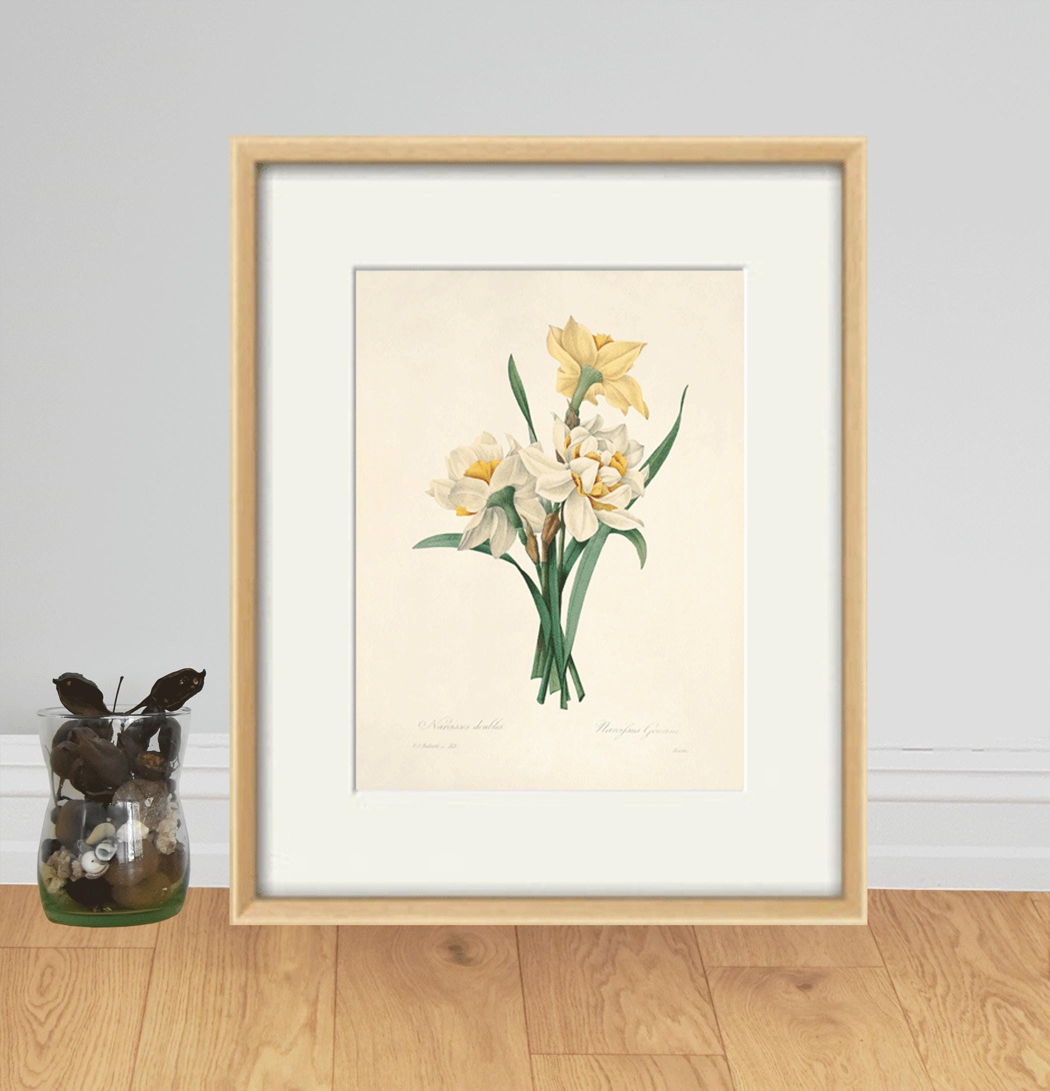 スイセンの版画：アンティークのフランス植物画、ルドゥーテの花の版画