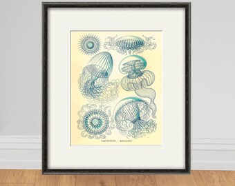 Vintage Jellyfish Print: Ernst Haeckel Nautical Wall Art